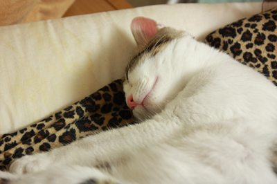 無防備に眠る子猫お嬢セシル 里親募集中