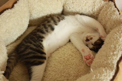 無防備に眠る子猫みっちぃ 里親募集中