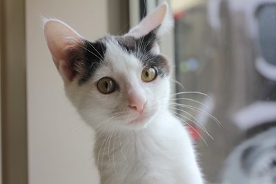 うっしー、看板猫修行中!野々市with-nへようこそ!!