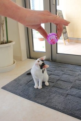 うっしー、看板猫修行中!野々市with-nへようこそ!!