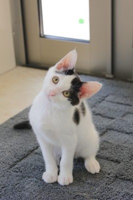 うっしー、看板猫修行中!野々市with-nへようこそ!!
