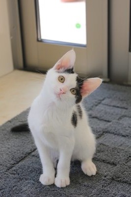 うっしー、看板猫修行中!野々市with-nへようこそ!!