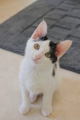 うっしー、看板猫修行中!野々市with-nへようこそ!!