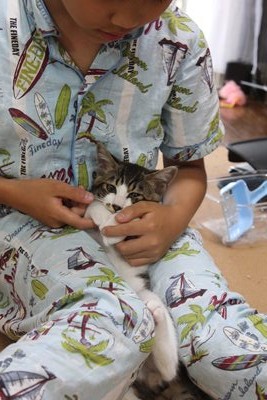 玉太郎とみっちぃ(子猫里親募集中☆石川富山福井)