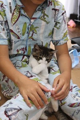 玉太郎とみっちぃ(子猫里親募集中☆石川富山福井)