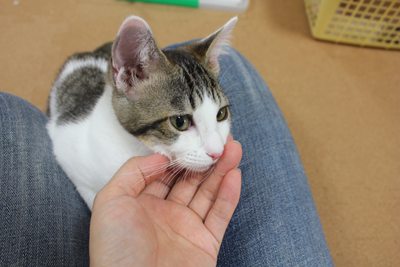 ぱっちりおめめ復活のお嬢セシルさん里親募集中☆石川富山福井