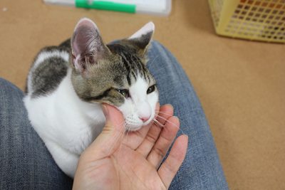 ぱっちりおめめ復活のお嬢セシルさん里親募集中☆石川富山福井