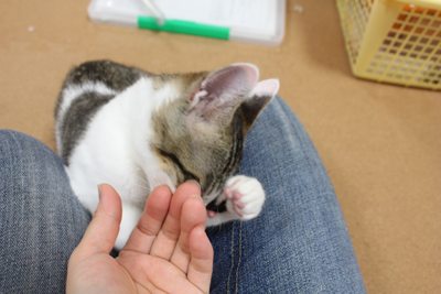 ぱっちりおめめ復活のお嬢セシルさん里親募集中☆石川富山福井