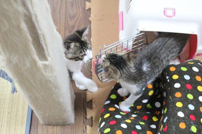 もっちぃたちにも率先してご挨拶