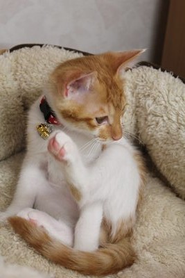 うっふん茶次郎