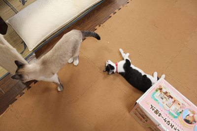 愛しのちょっぴん。里親さま募集中☆石川富山福井