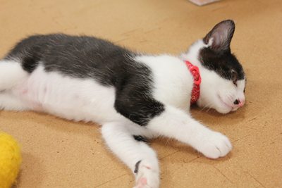 愛しのちょっぴん。里親さま募集中☆石川富山福井