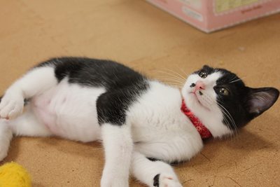 愛しのちょっぴん。里親さま募集中☆石川富山福井