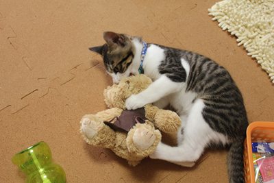 民家に出没した凶暴な熊を、撃退する子猫。里親募集中☆石川富山福井