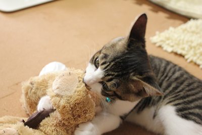 民家に出没した凶暴な熊を、撃退する子猫。里親募集中☆石川富山福井