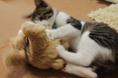 民家に出没した凶暴な熊を、撃退する子猫。里親募集中☆石川富山福井