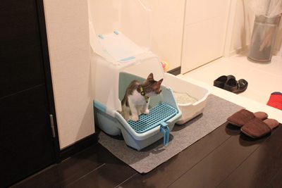 まずはトイレチェック。大事なところだからね。