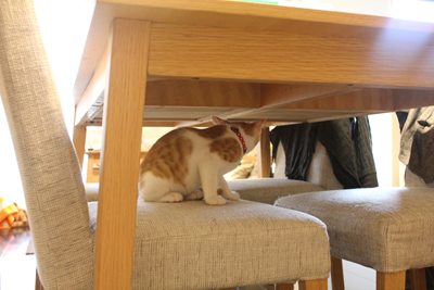 椅子がふかふかだよ!!!