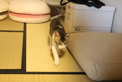 お座敷チェック!