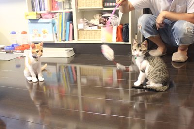 おもちゃ・・・なんだかやりづらい・・・