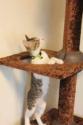 かっこいいキャットタワーもあったぜ