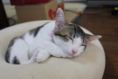 まあ、あたしには関係ないけどね。セレブ顔だけど。