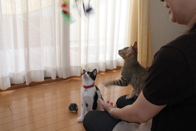 じゃらされてます