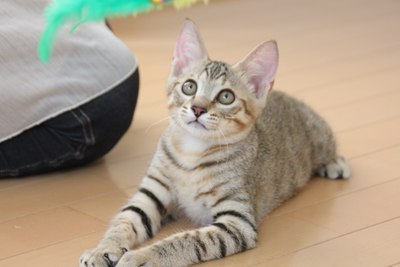 じゃらされてます