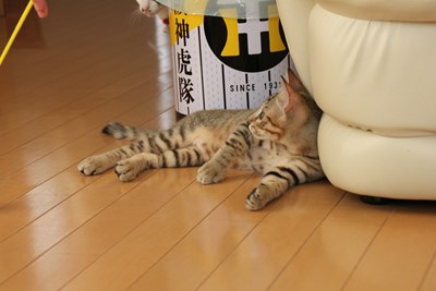 最初はこんな感じのふたり