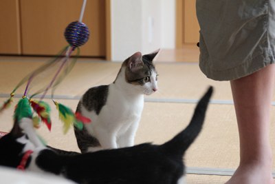 じゃらされてます