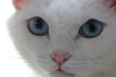 レウスくん