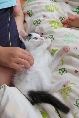 うしおくん 子猫里親募集中