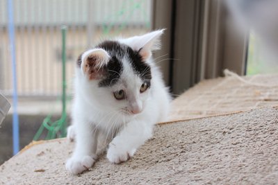うしおくん 子猫里親募集中