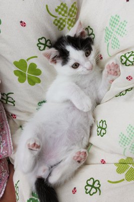 うしおくん 子猫里親募集中