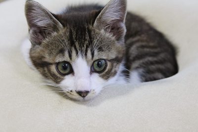 もっちり円ざぶ子猫里親募集中☆石川富山福井