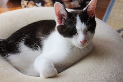 もっちり円ざぶ子猫里親募集中☆石川富山福井