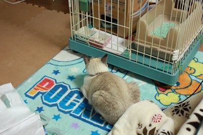 シェイミたんお見張中