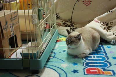 シェイミたんお見張中