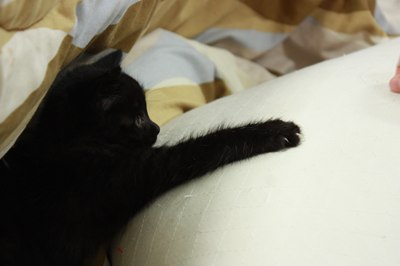 ぴーちゃんとたまこ