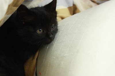 ぴーちゃんとたまこ