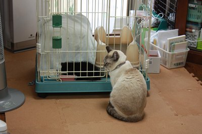 シェイミ嬢と黒玉子猫