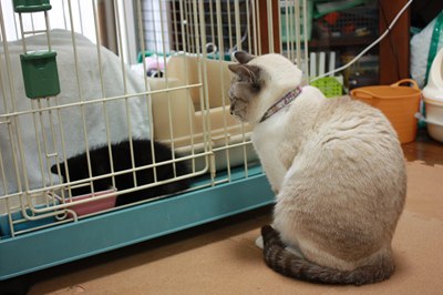 シェイミ嬢と黒玉子猫