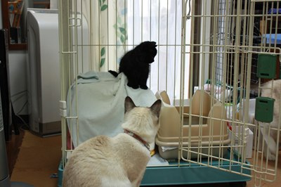 シェイミ嬢と黒玉子猫