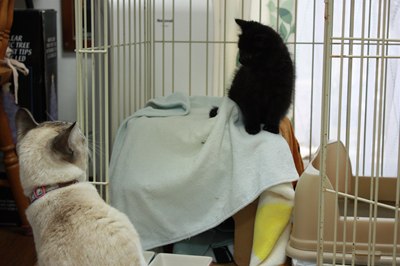シェイミ嬢と黒玉子猫