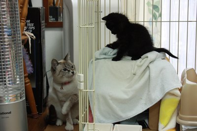 シェイミ嬢と黒玉子猫