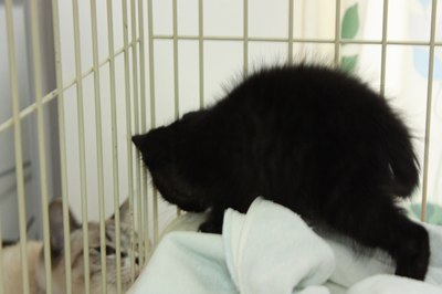 シェイミ嬢と黒玉子猫