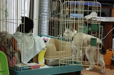 シェイミ嬢と黒玉子猫