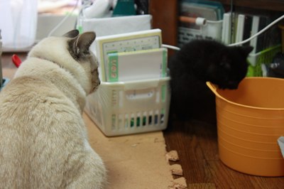 シェイミ嬢と黒玉子猫