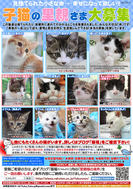 子猫里親募集ポスター 石川富山福井