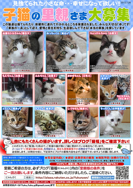 子猫里親募集ポスター☆石川富山福井